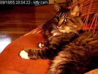 kittycam-2005